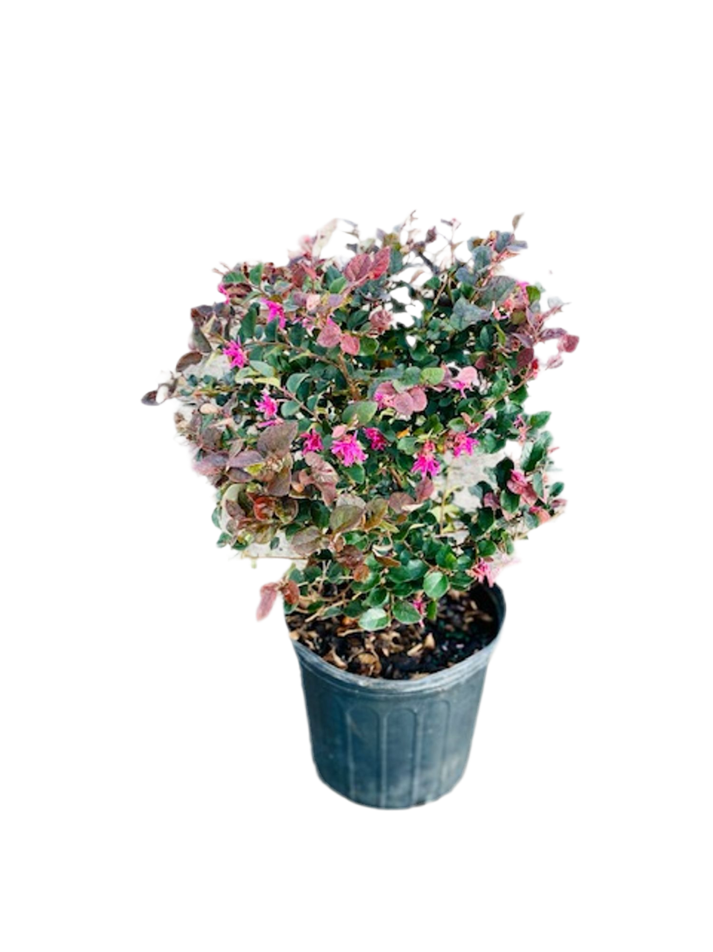 Loropetalum chinense 'Ruby'