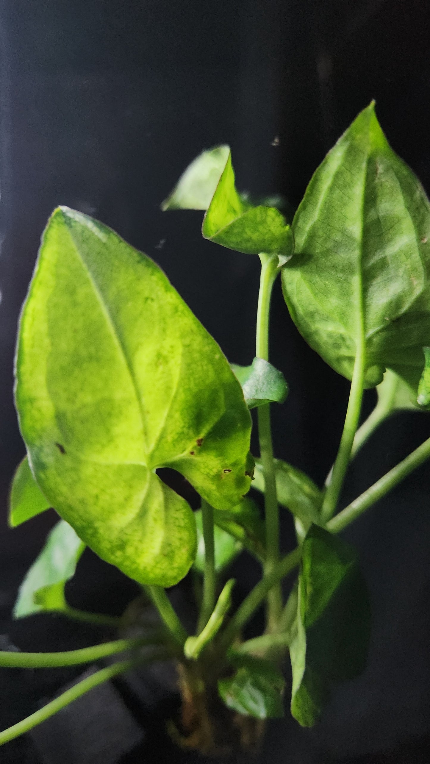 Arrowhead Plant