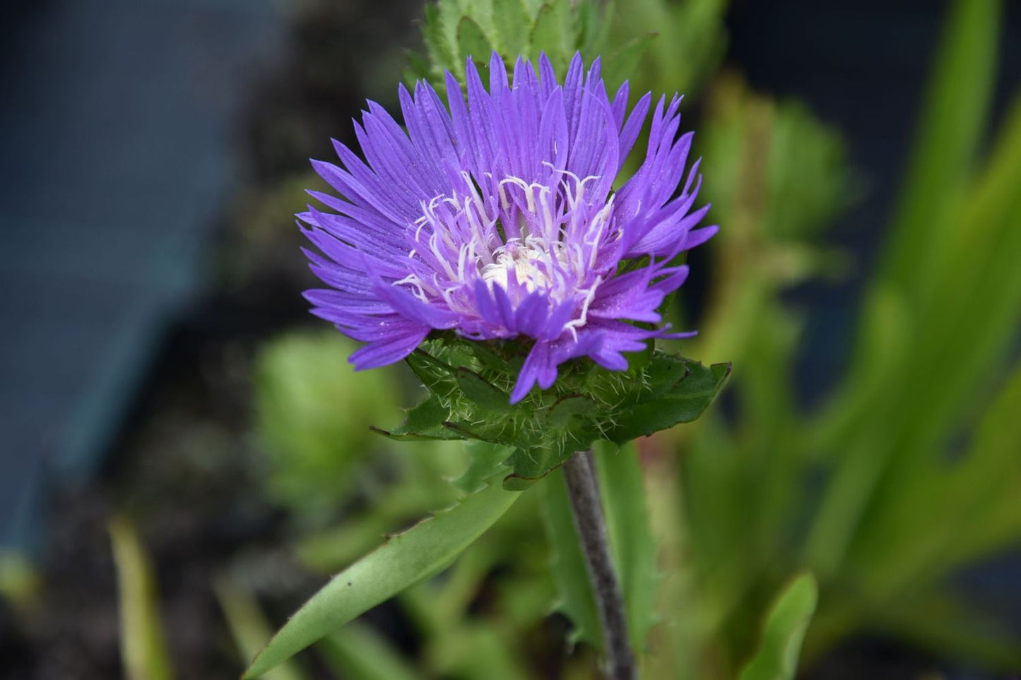Stokesia laevis 'Honeysong Purple'