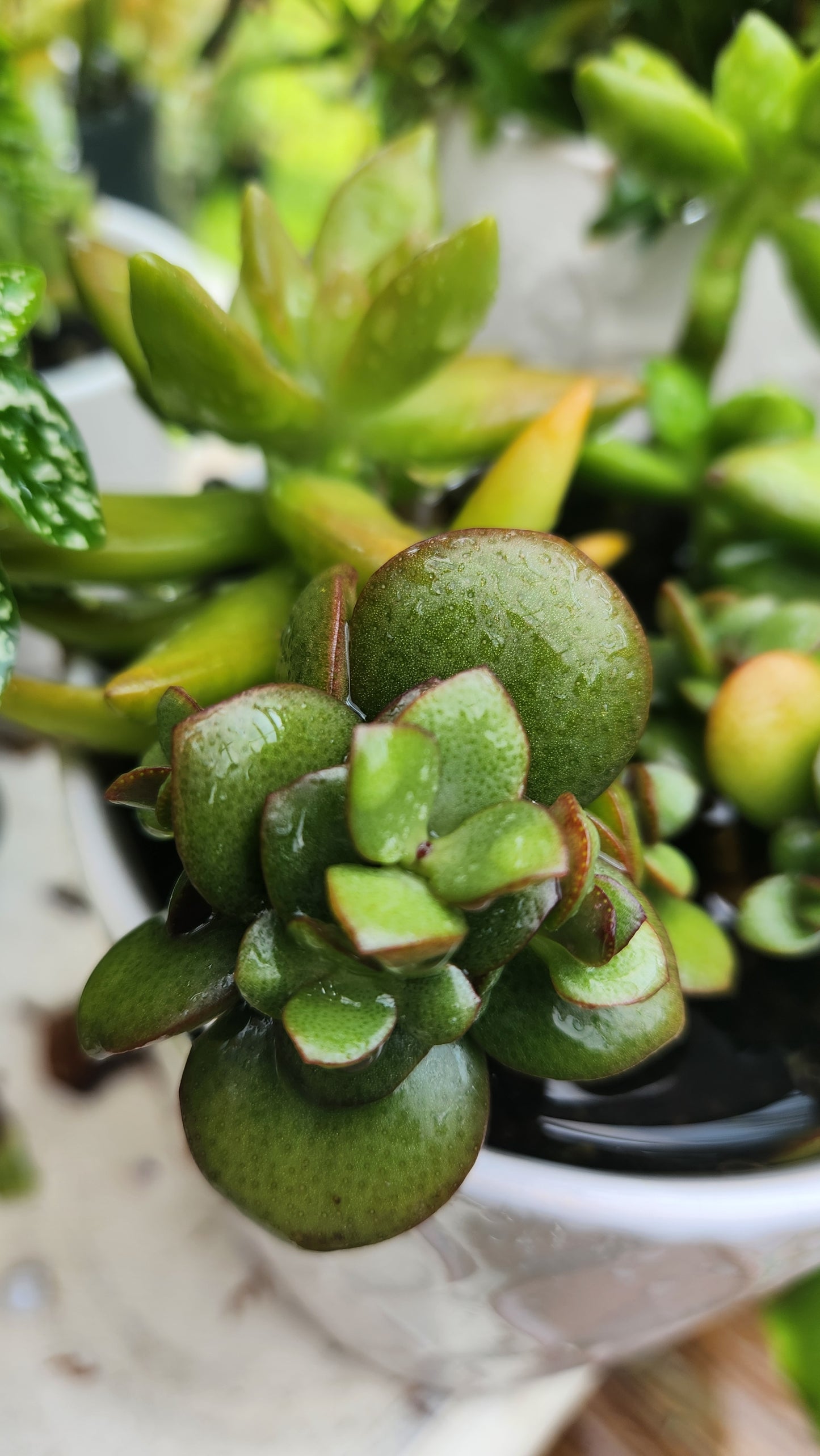 **Crassula ovata 'Jade Plant'**