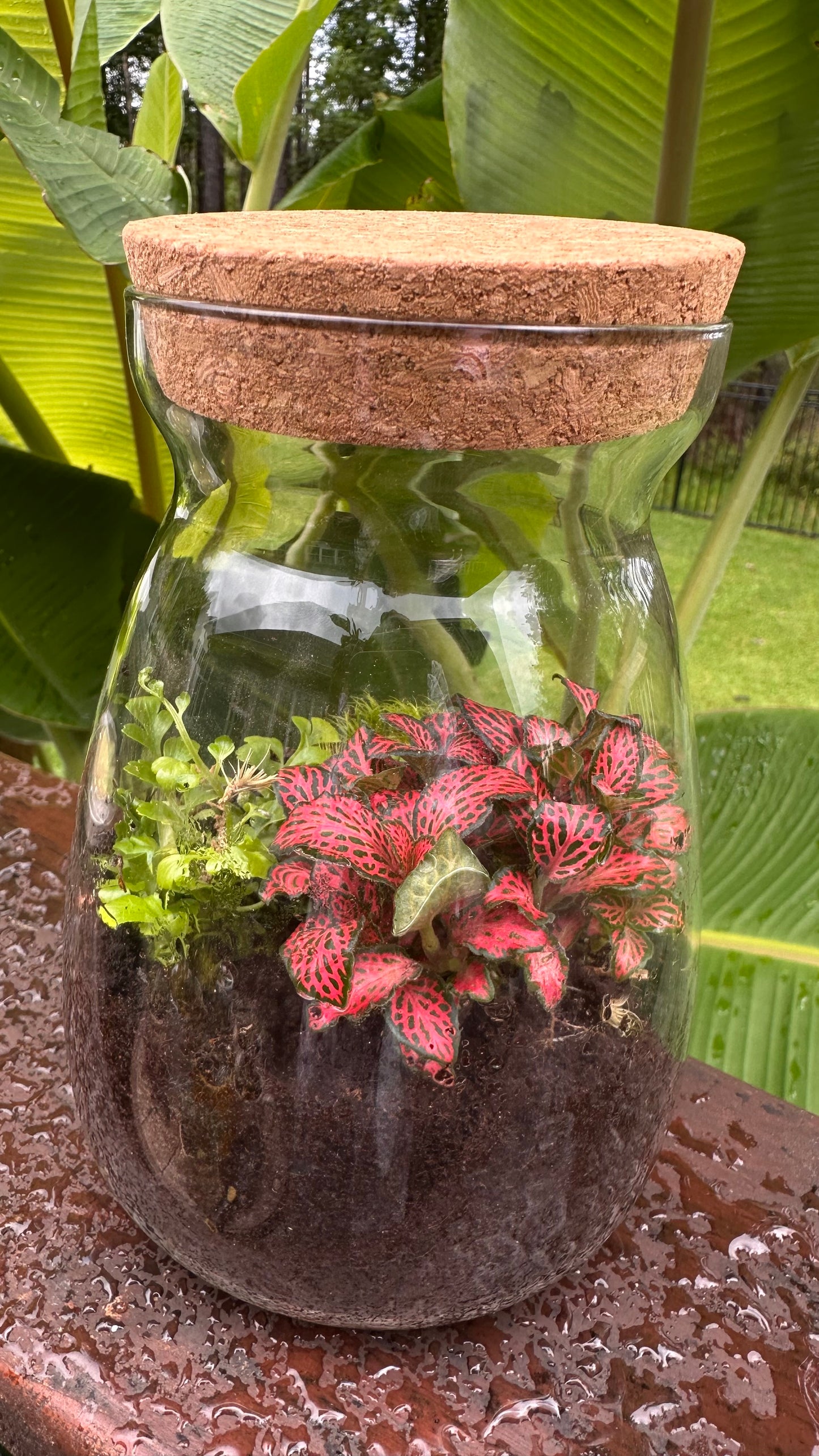 Small Terrarium B