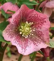 Helleborus