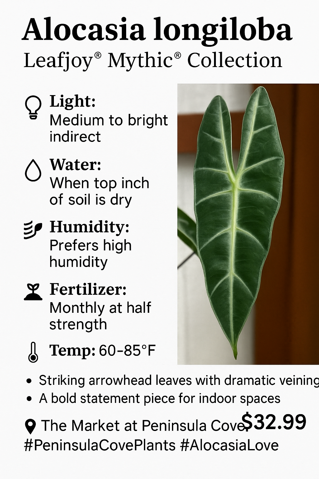 Alocasia Longiloba