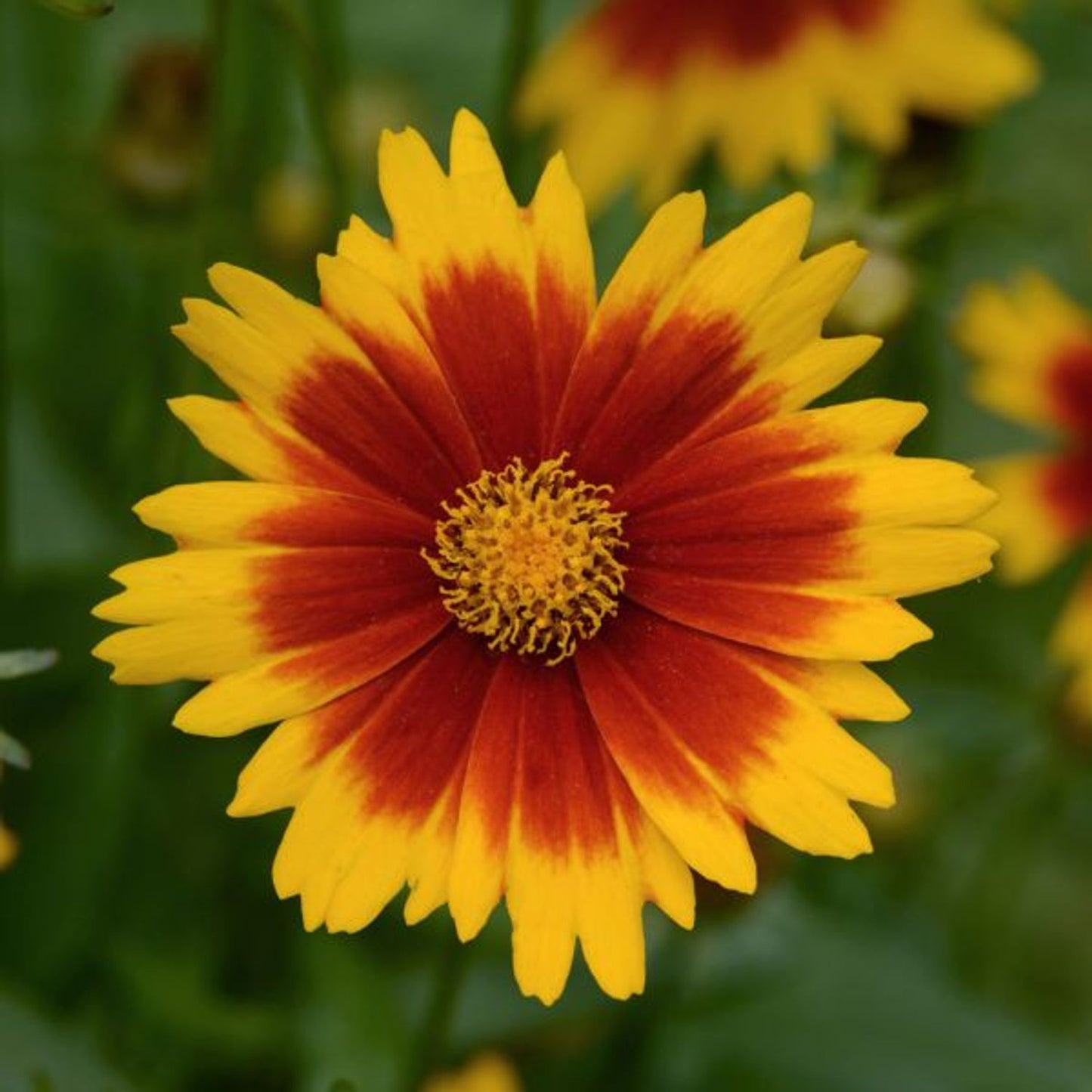 Coreopsis UpTick™ Gold & Bronze