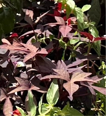 Ipomoea, Ornamental Sweet Potato, Sweet Potato Vine 'Illusion Garnet Lace' (Ipomoea batatas)