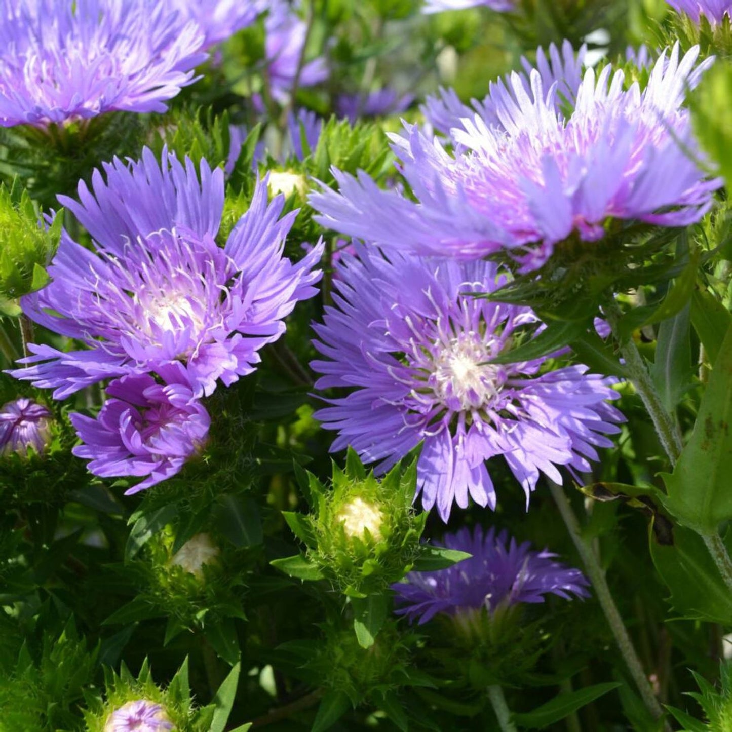 Stokesia laevis 'Peachie's Pick'