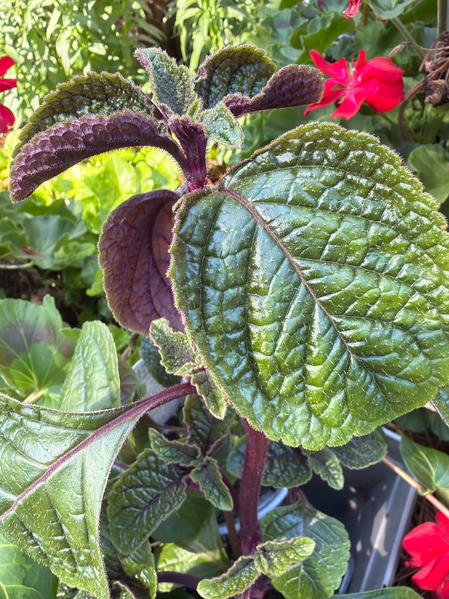 Nico Trailing Foliage