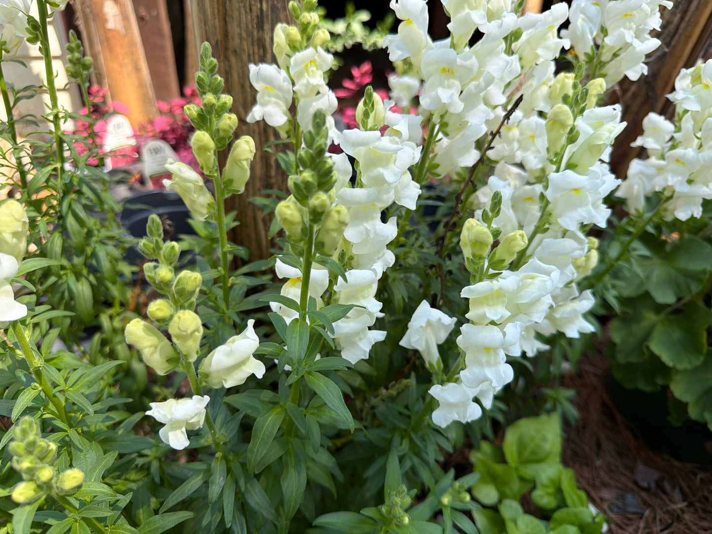 Snap Dragons
