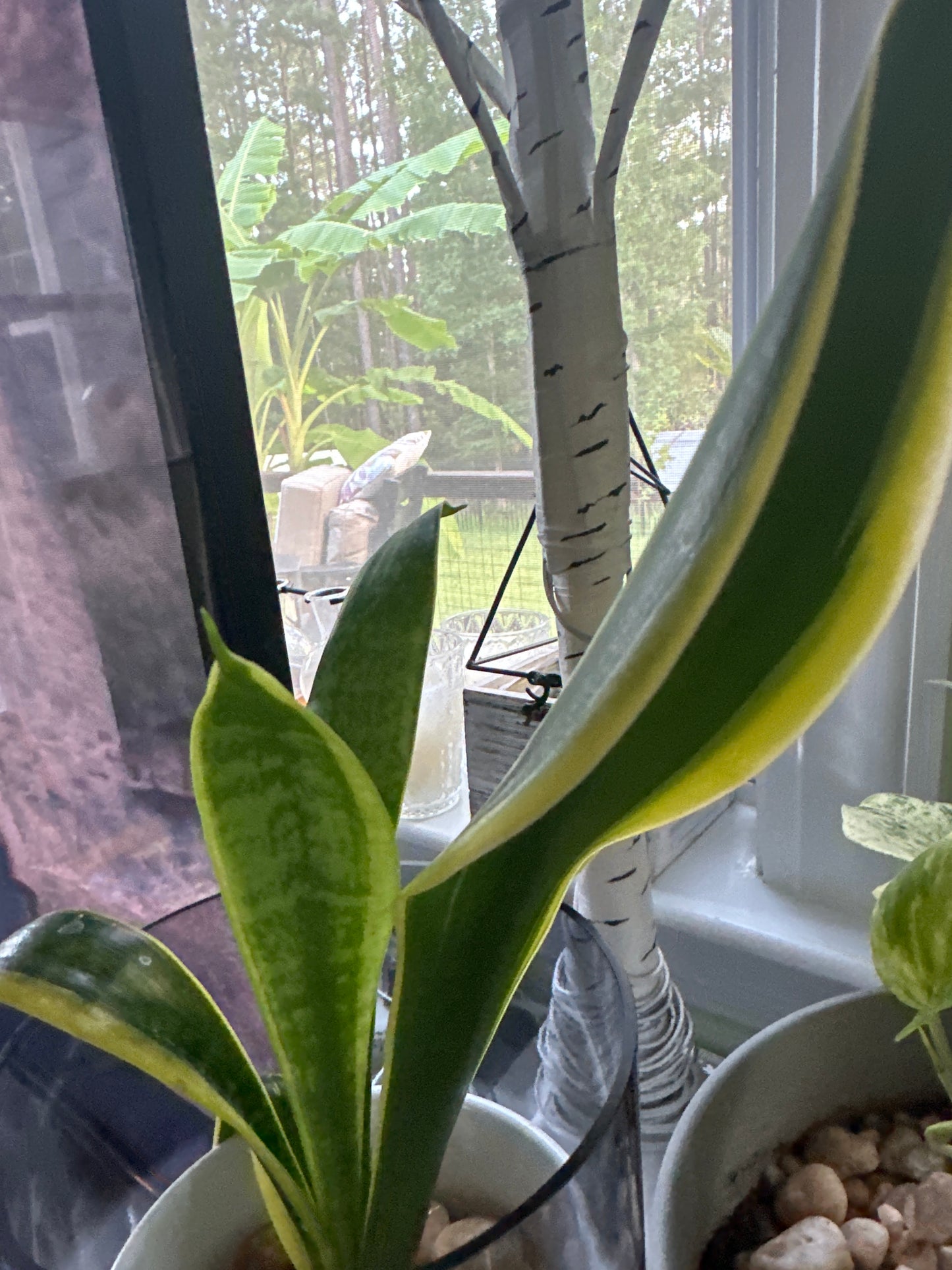 **Sansevieria trifasciata 'Laurentii - Snake Plant or Mother-in-Law's Tongue