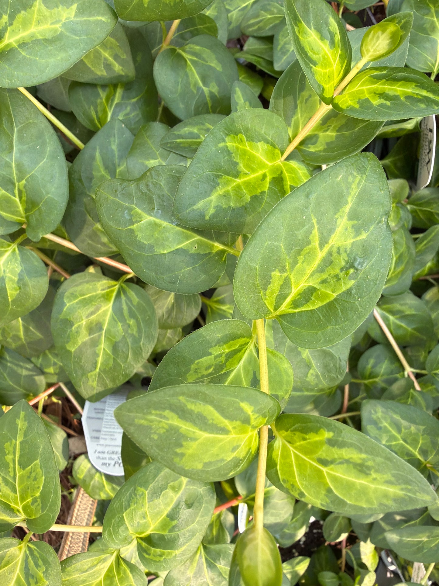 Maculata