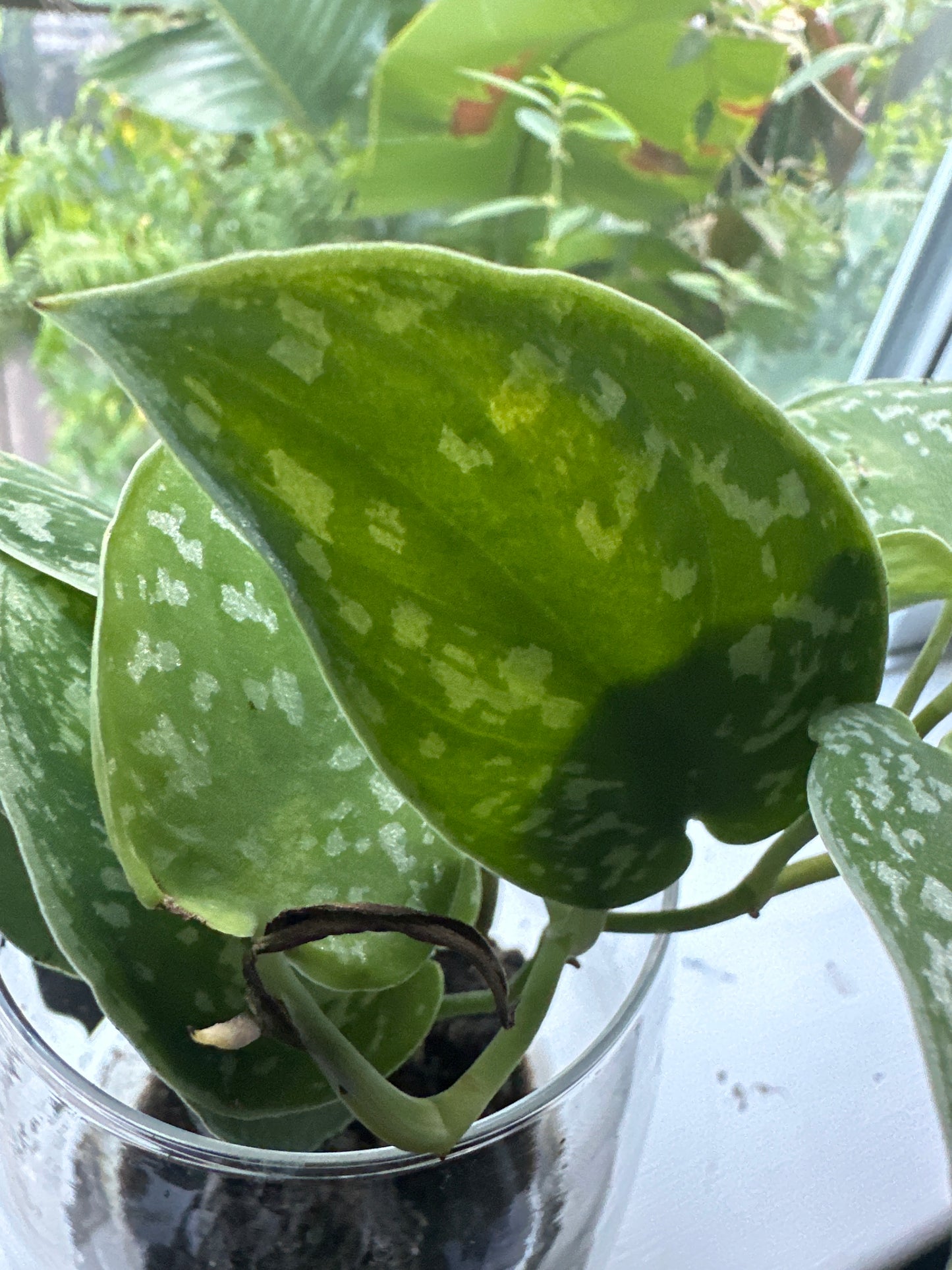 Scindapsus pictus 'Argyraeus' - Satin Pothos