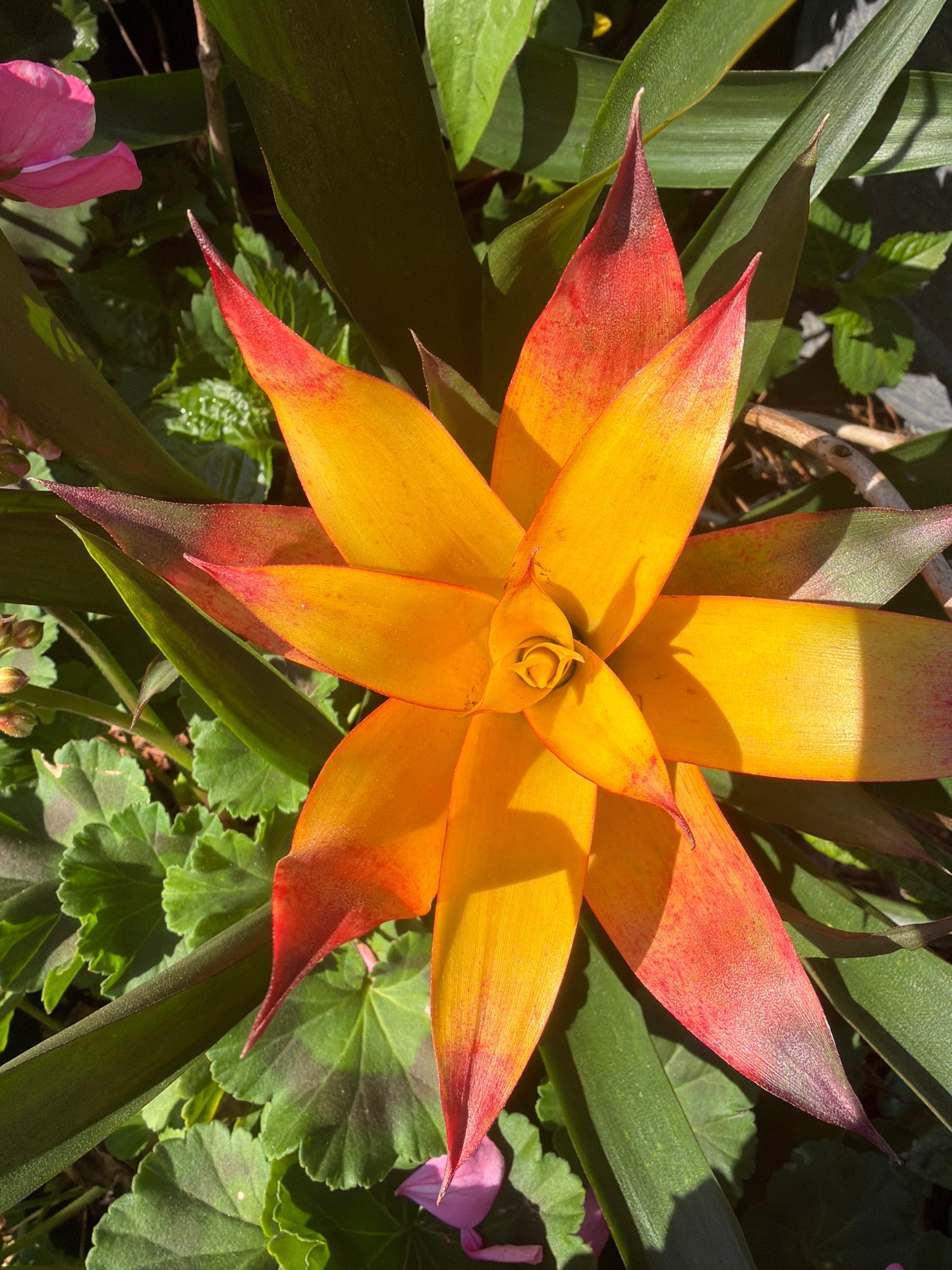 Bromeliad
