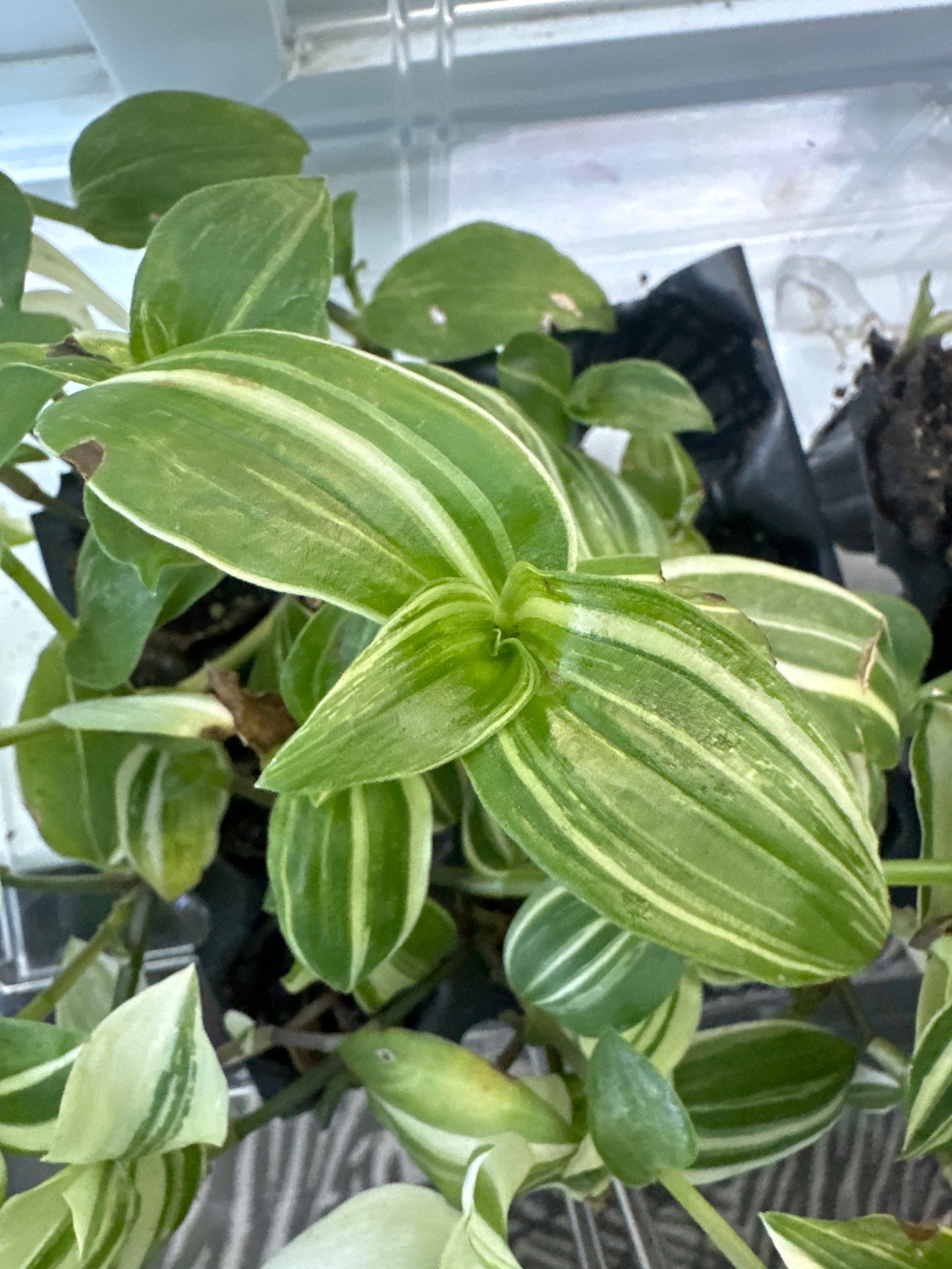 Tradescantia albiflora 'Nanouk'