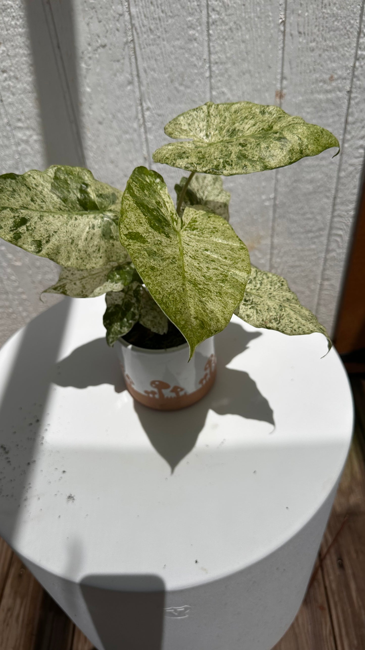 Syngonium ‘Milk Confetti’