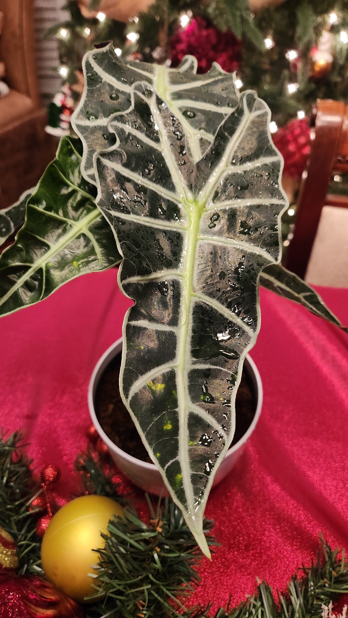 šæ Alocasia Polly (African Mask Plant) šæ