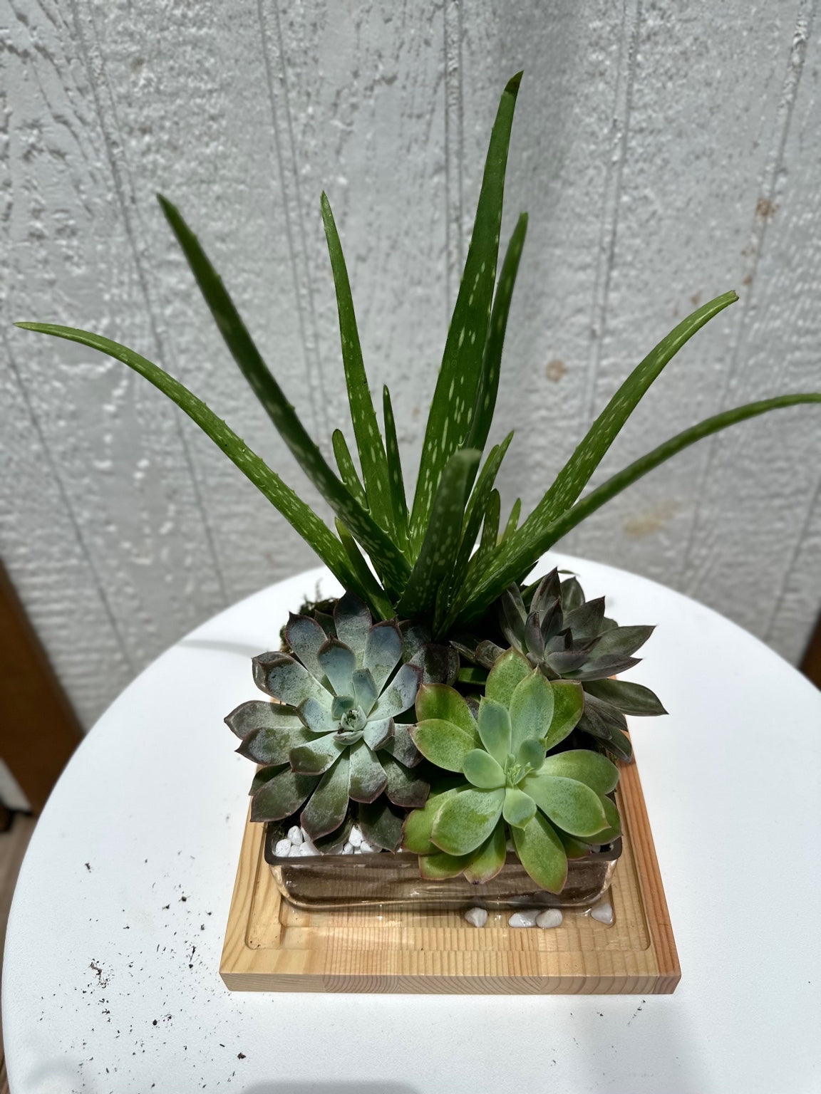 Succulent Centerpiece