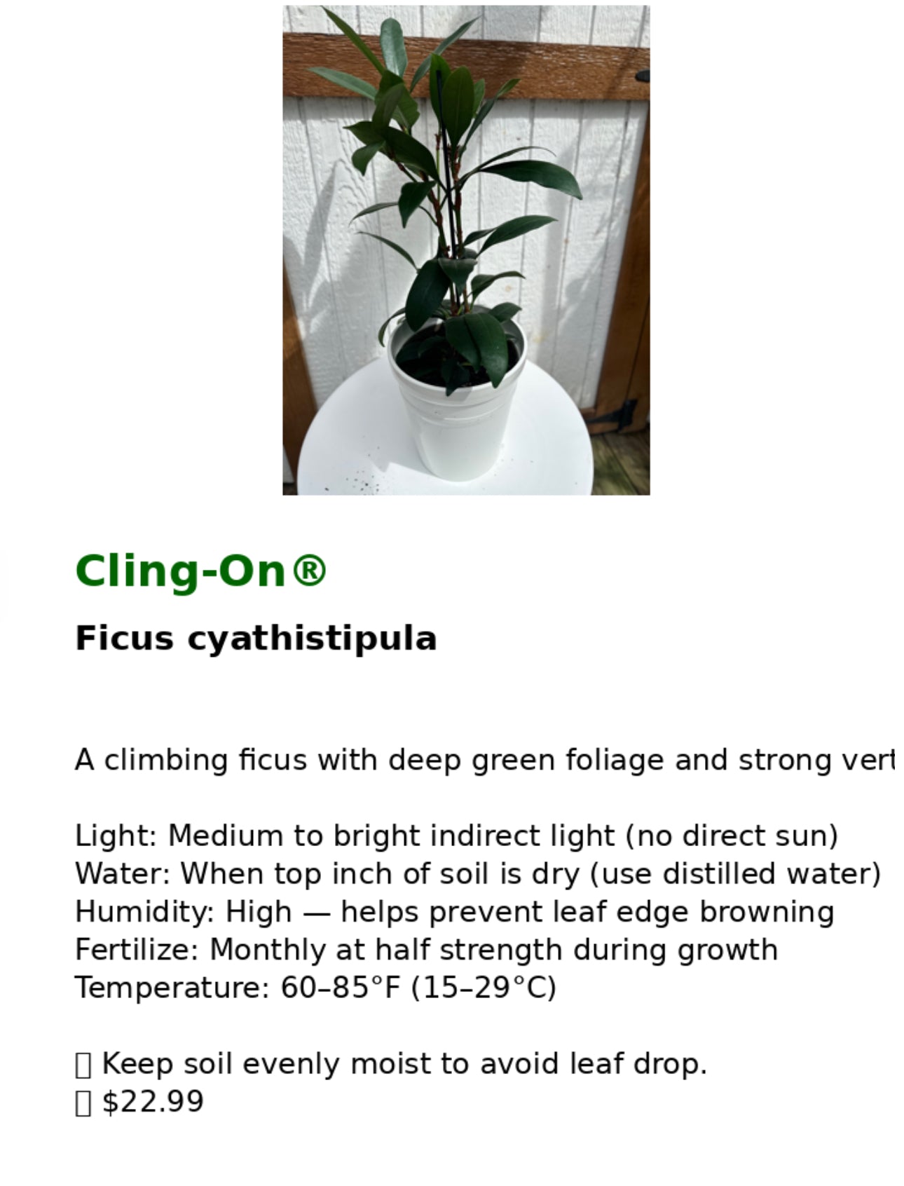 Ficus Cyathistipula