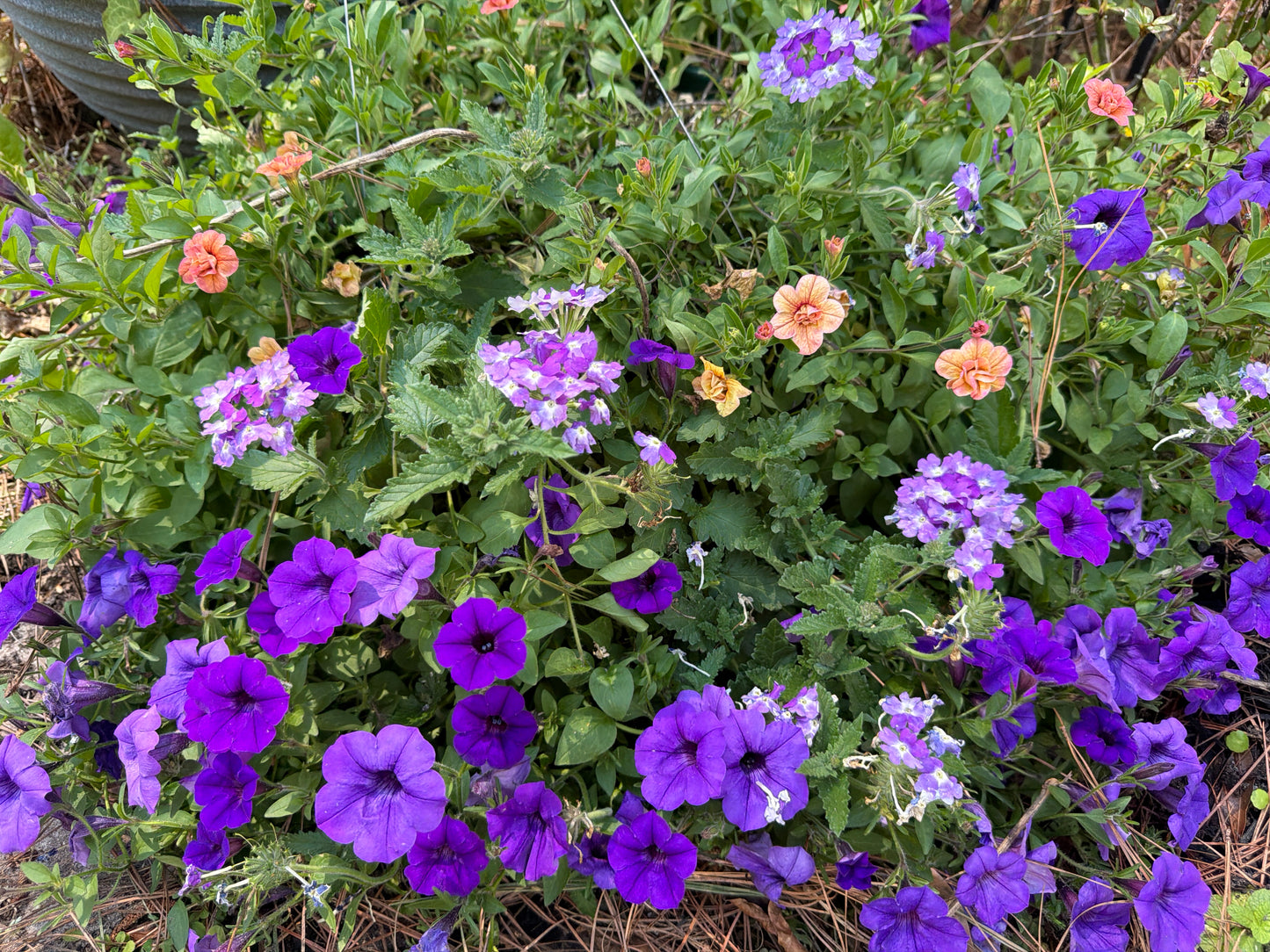 Purple Petunia Hanging