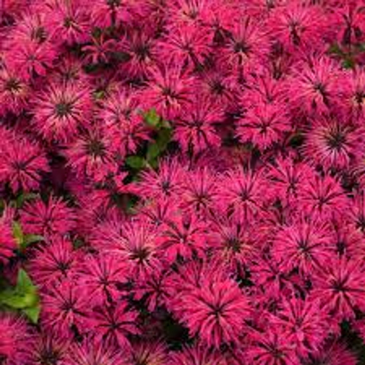Monarda 'Leading Lady Razzberry'