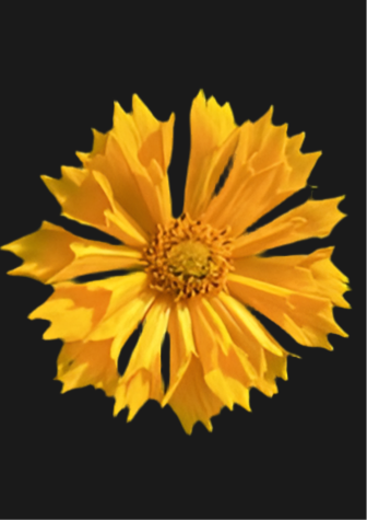 8" Coreopsis grandiflora
'Jethro Tull'