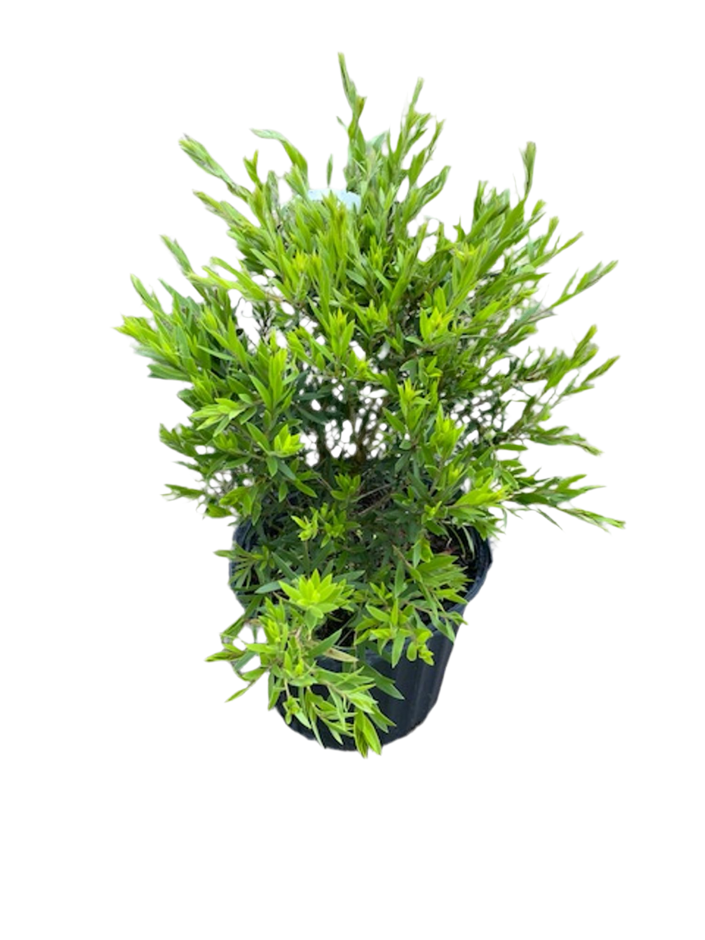 Callistemon viminalis Slim™