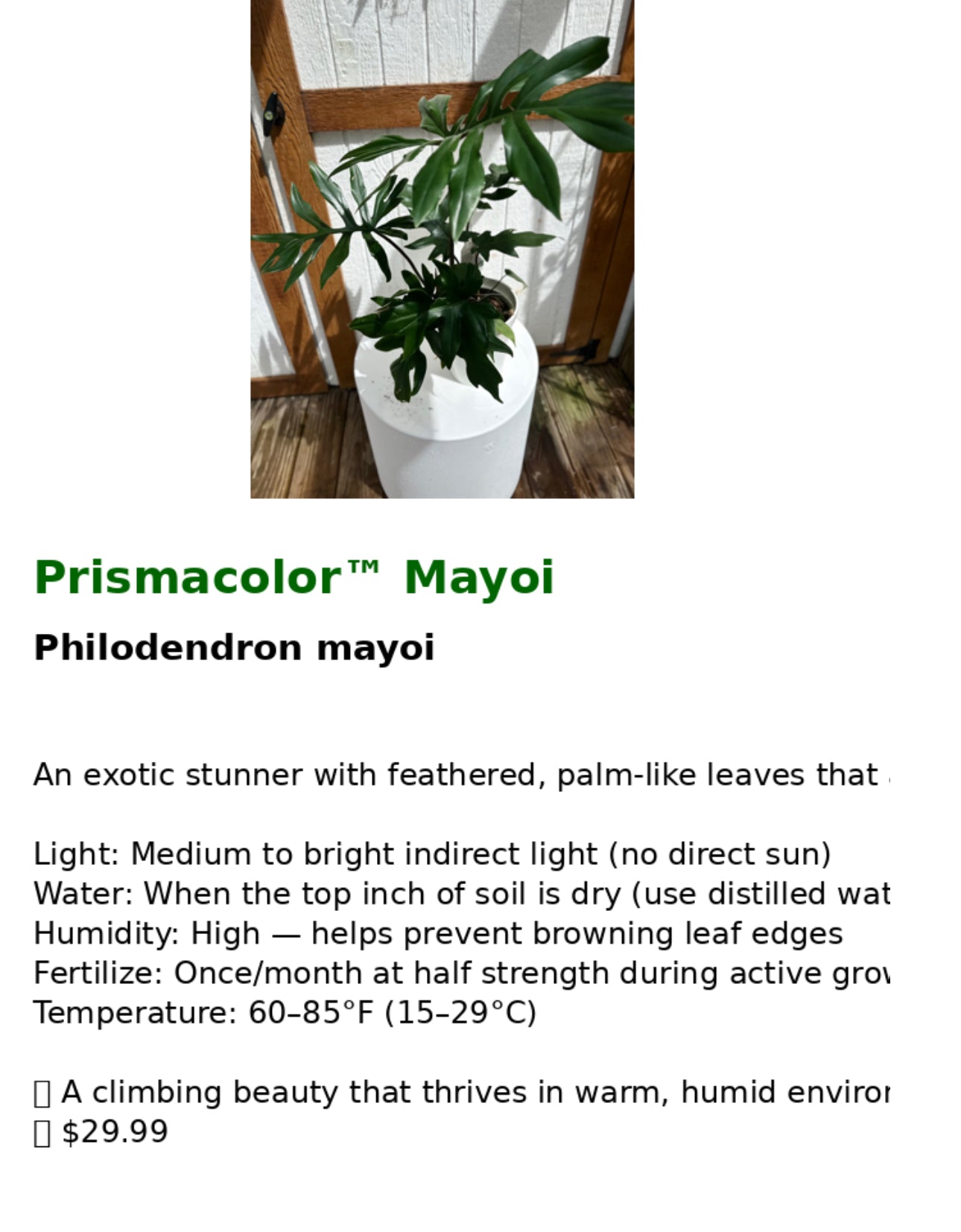 Philodendron mayoi