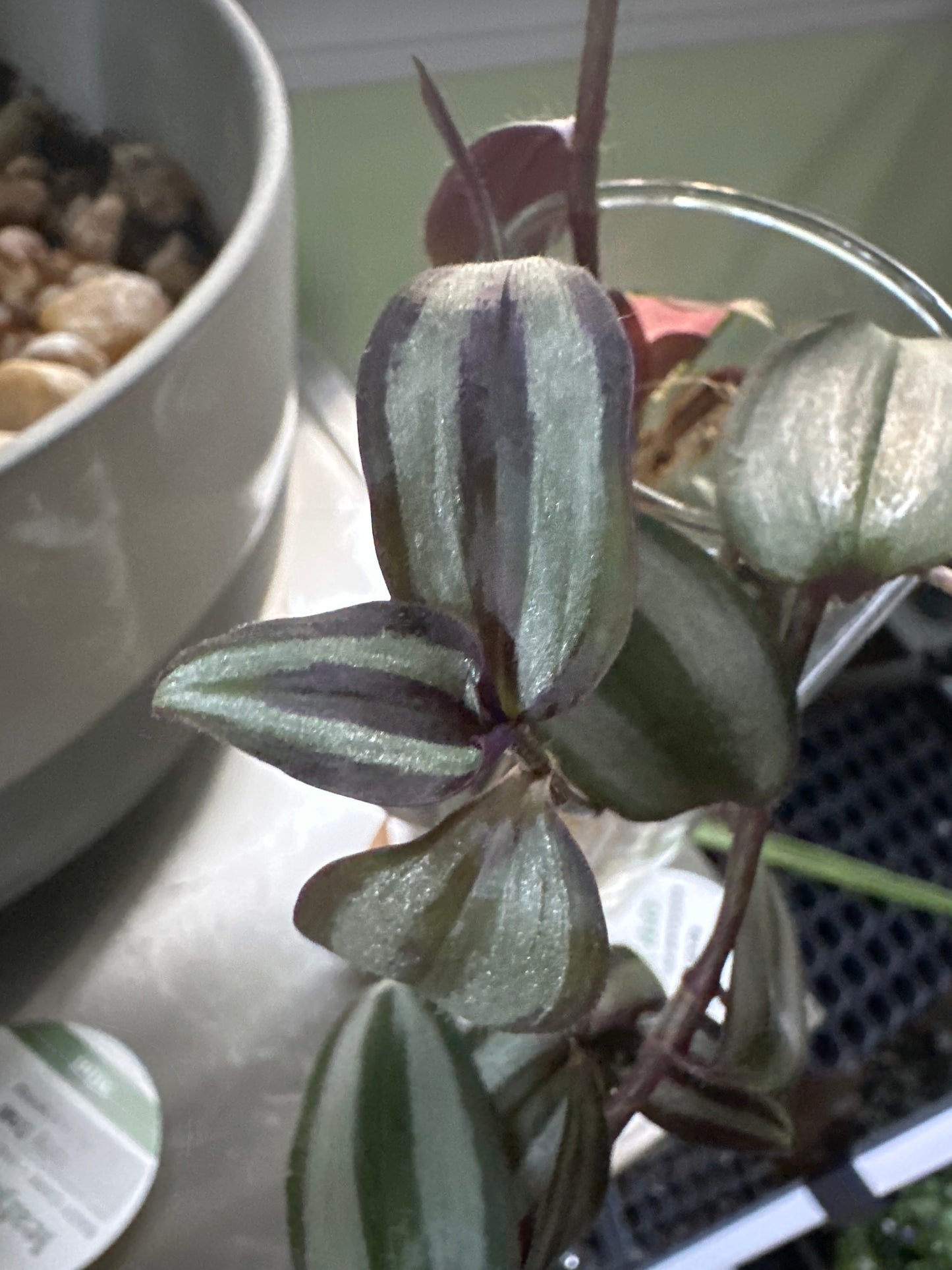 Tradescantia zebrina 'Wandering Jew'**