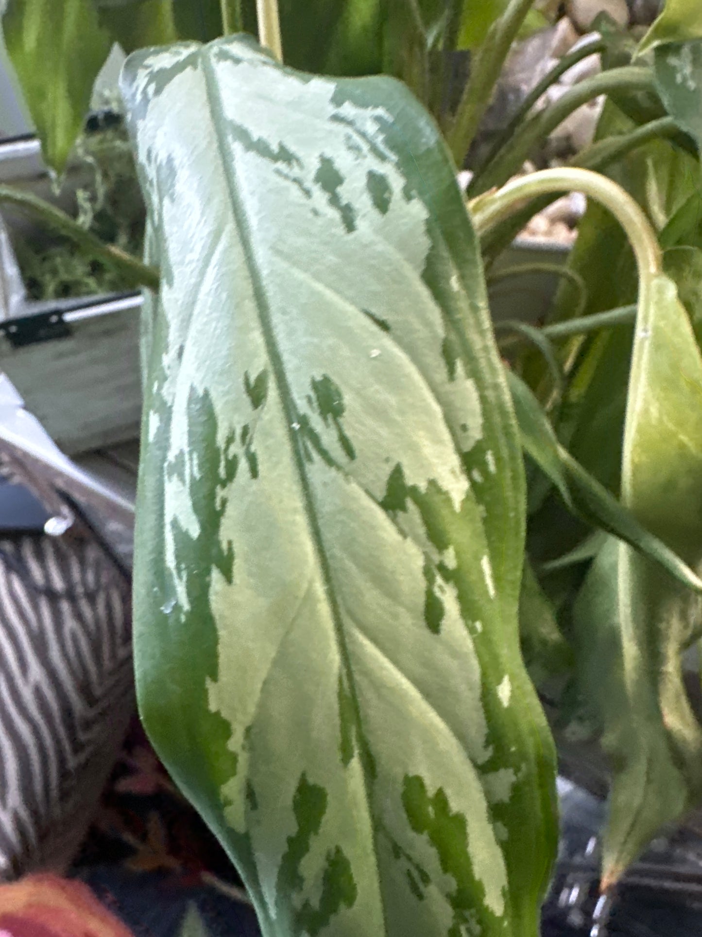 The Aglaonema 'Silver Bay'