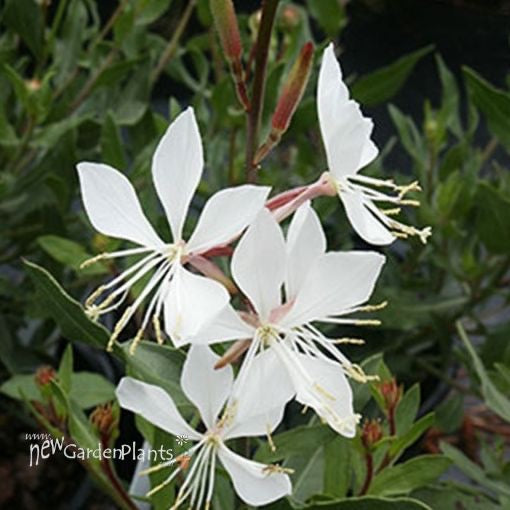 Gaura lindheimeri 'Whirling Butterfly’