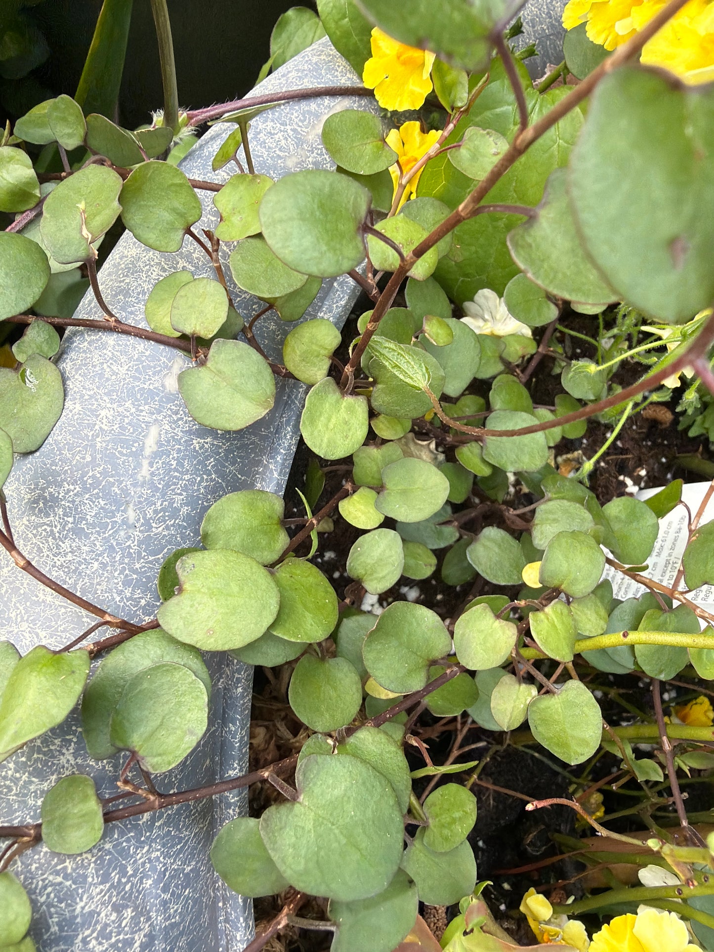 Creepy Wire Vine