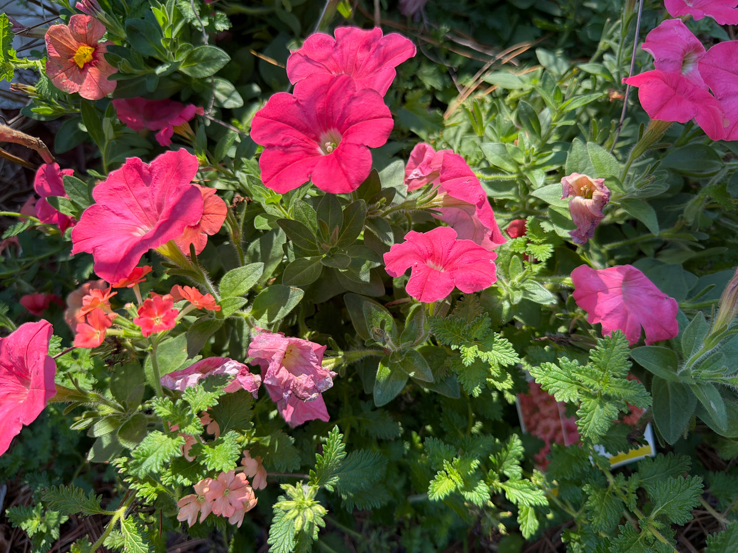 Peach and Pink Petunia