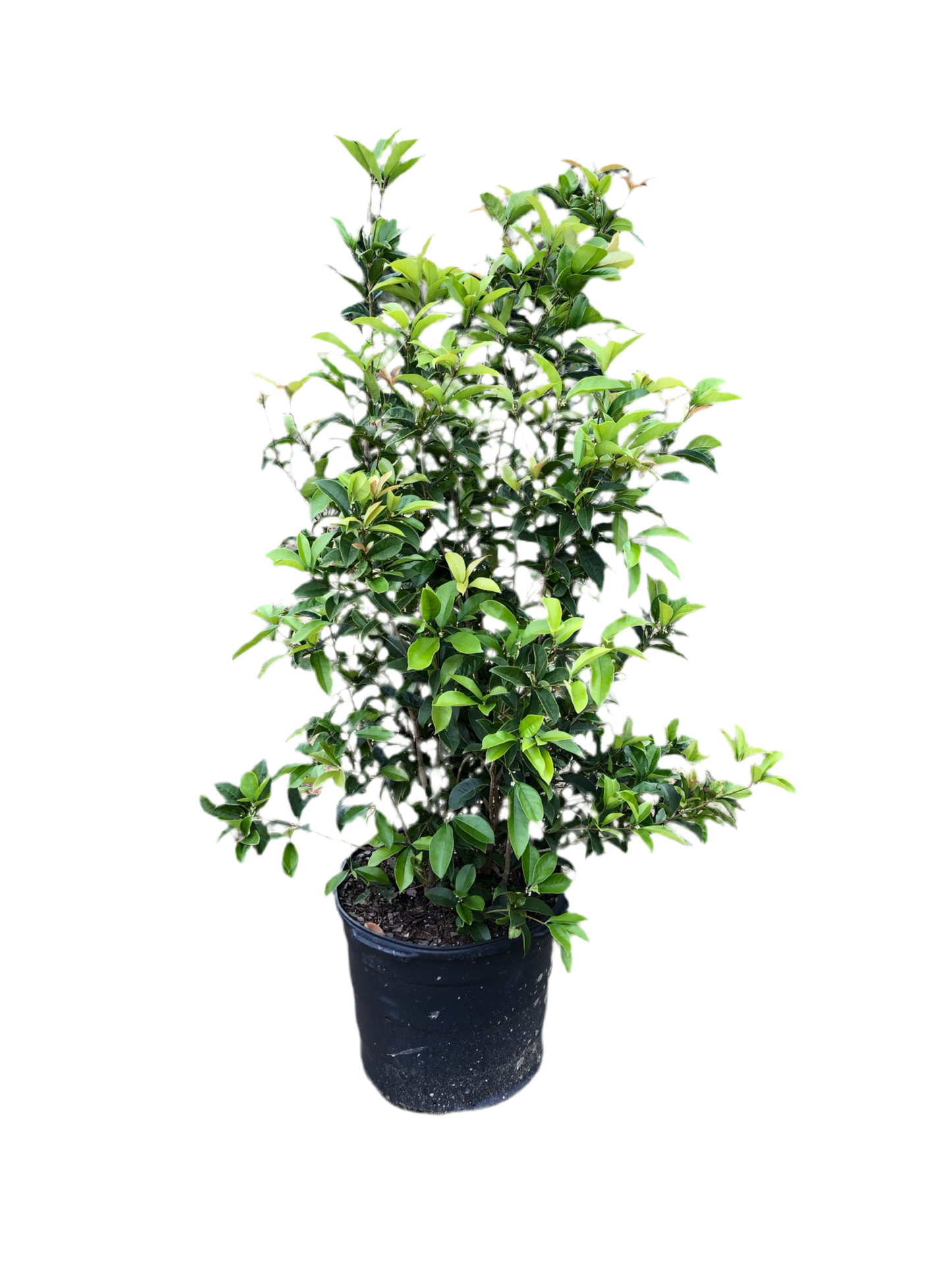 Osmanthus fragrans Tea Olive