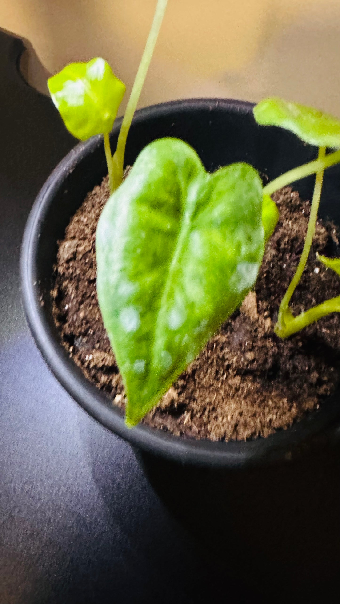 📝 “Meet Alocasia ‘Velvet Elvis’ 🌿✨ A must-have for plant lovers!”