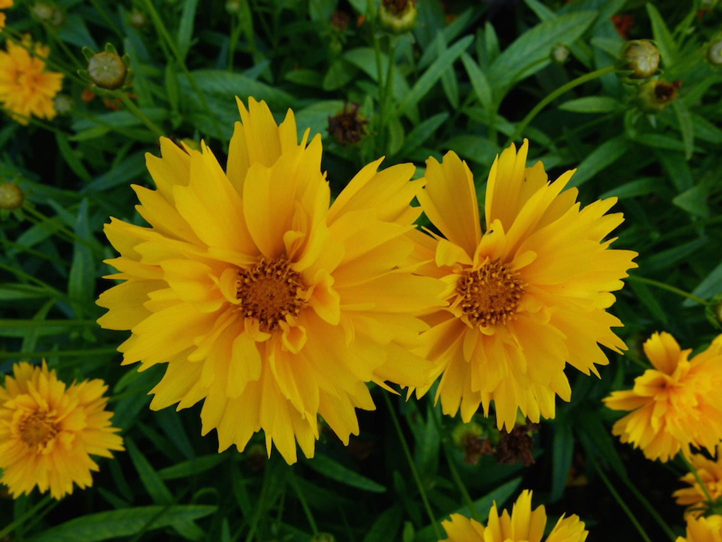 Coreopsis grandiflora 'Early Sunrise'