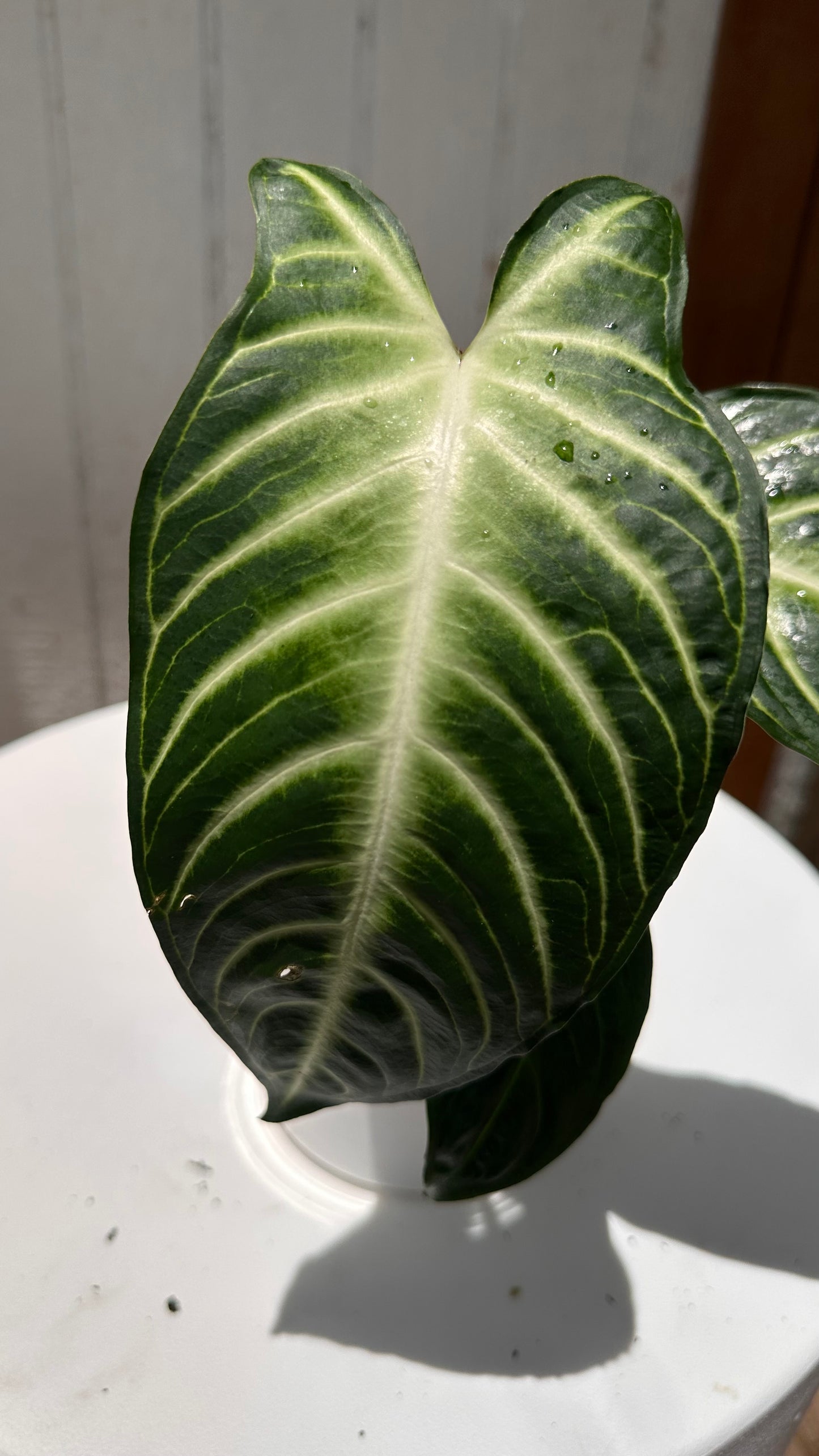 Alocasia ‘Frydek’