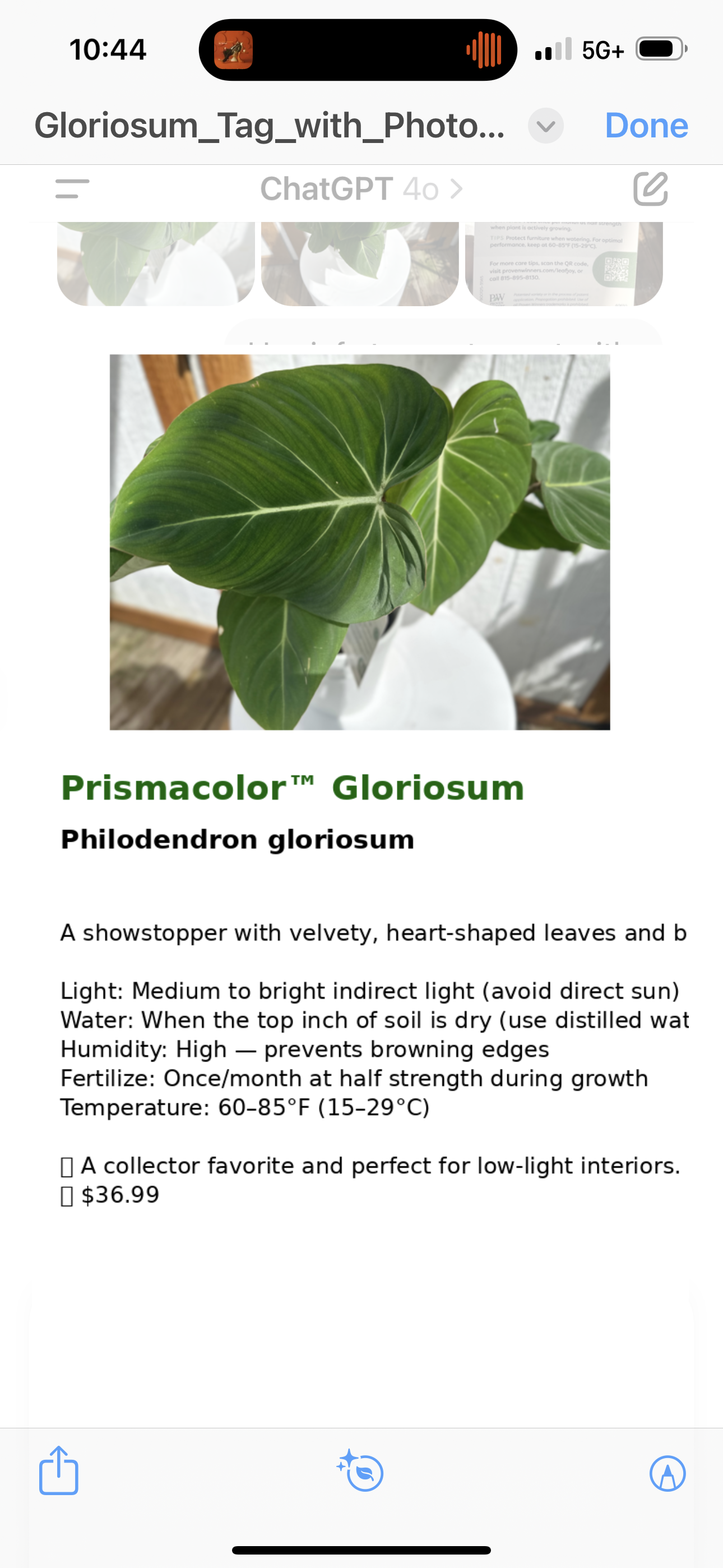 Philodendron Gloriosum