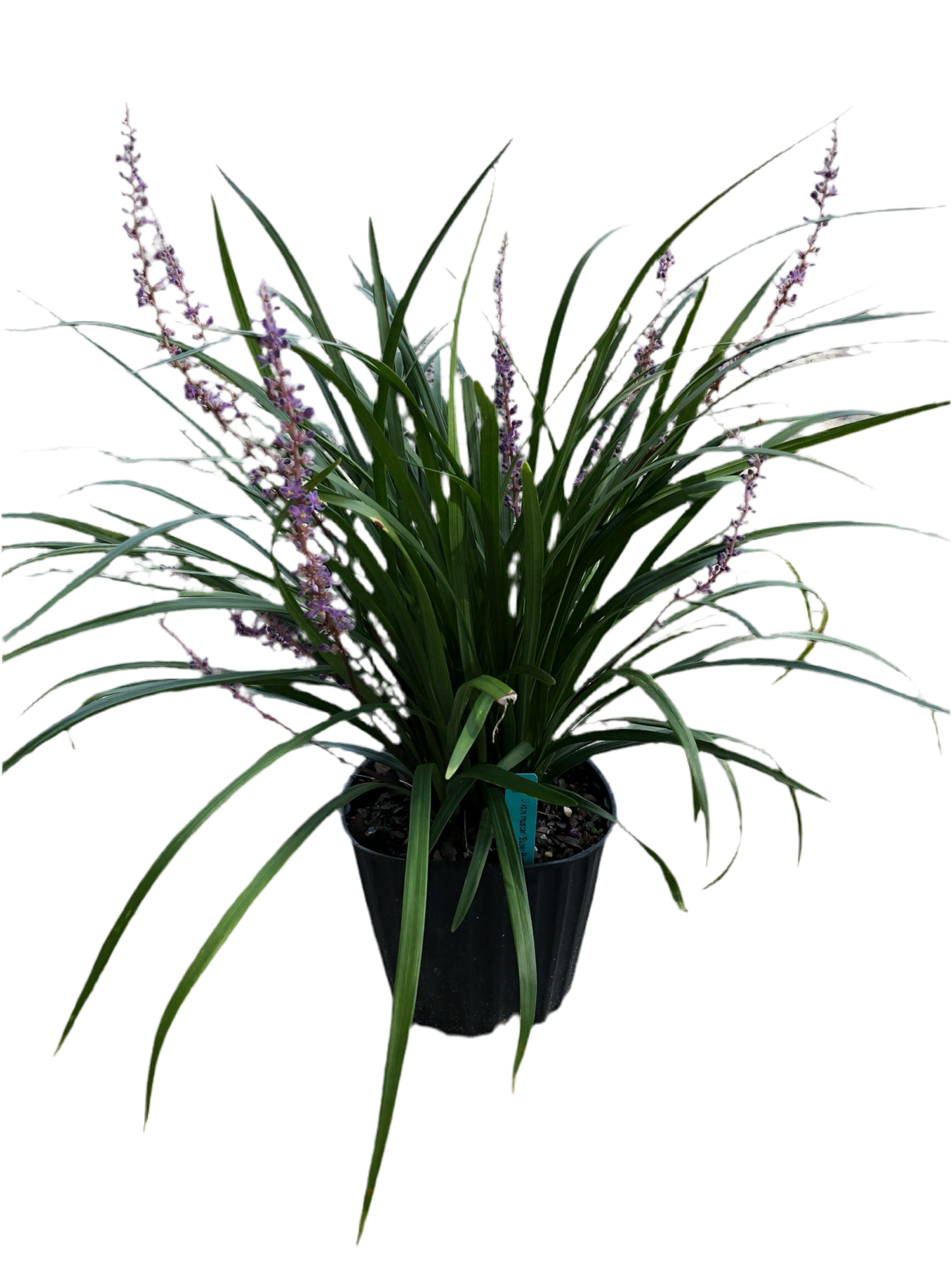 Liriope Muscari 'Super Blue'
