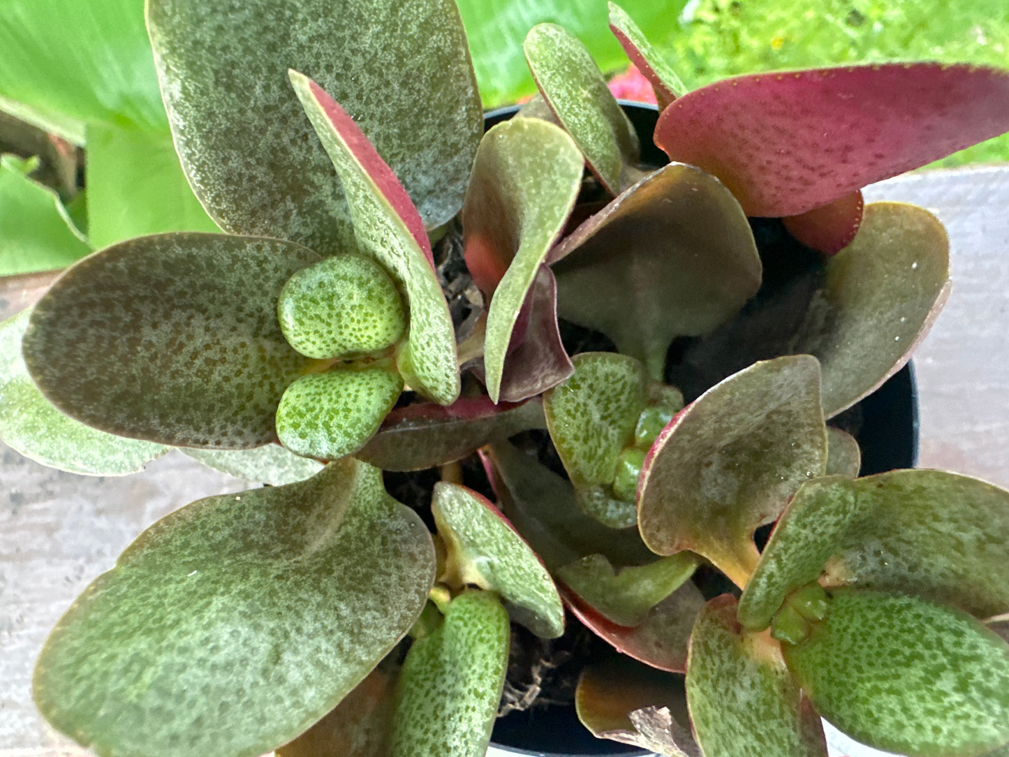 Crassula Multicava Bleeding Heart
