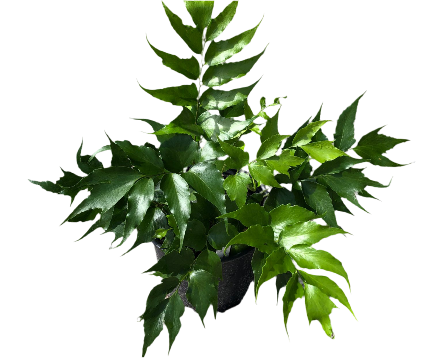 Cyrtomium Falcatum