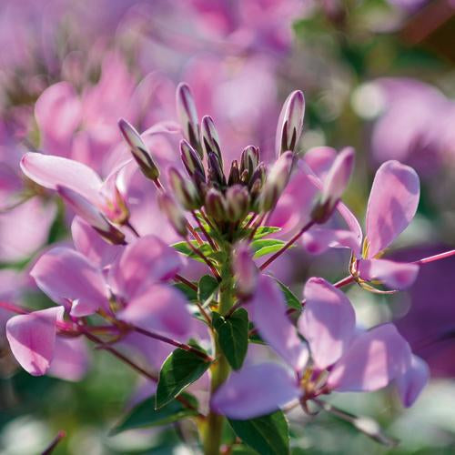 Cleome