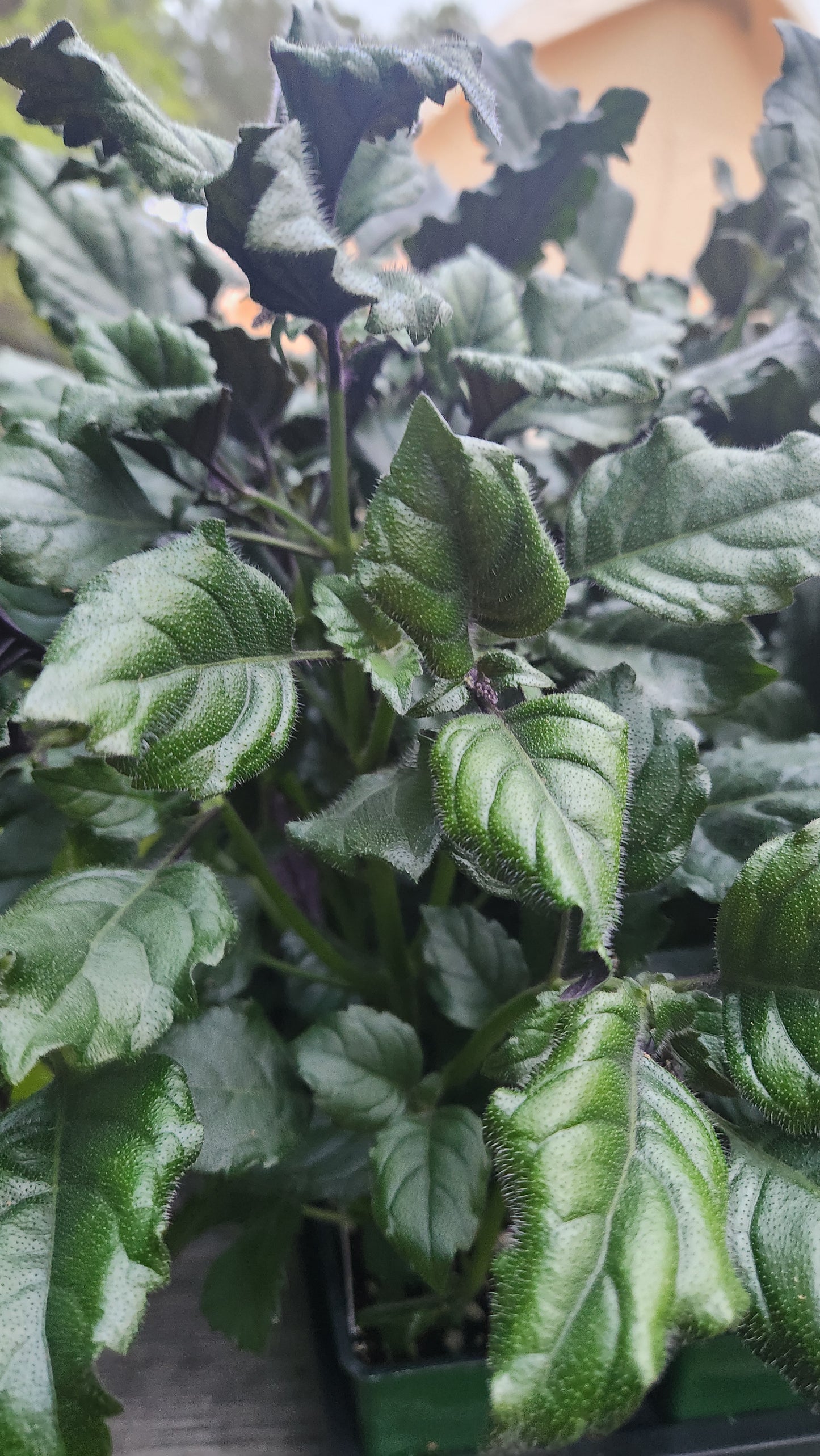 Plectranthus