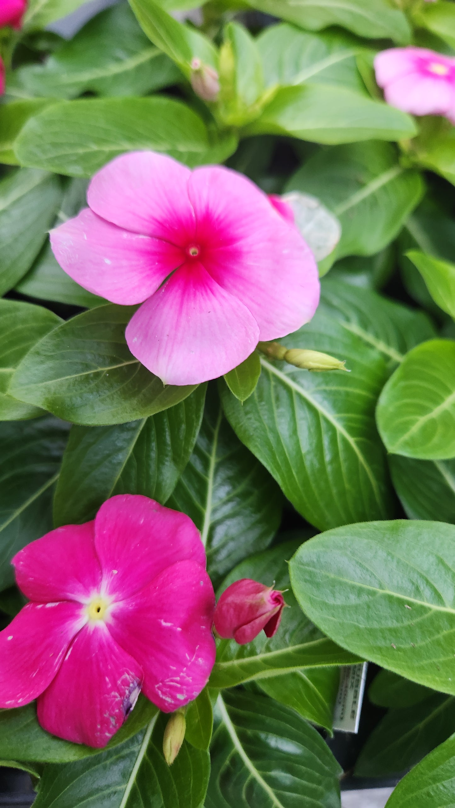 Vinca
