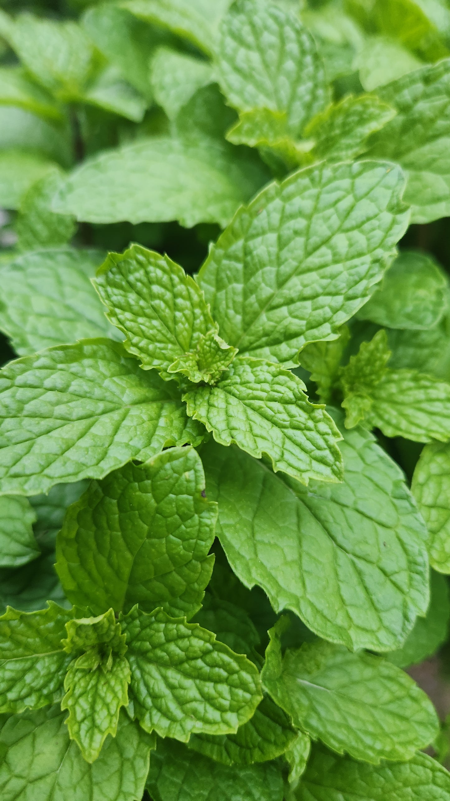 Mojito Mint