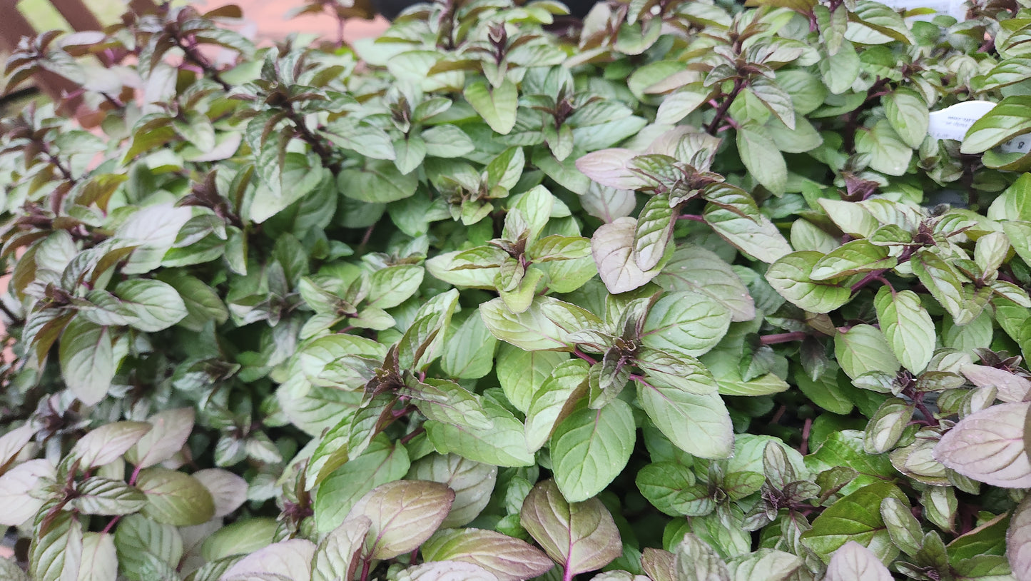 Chocolate Mint