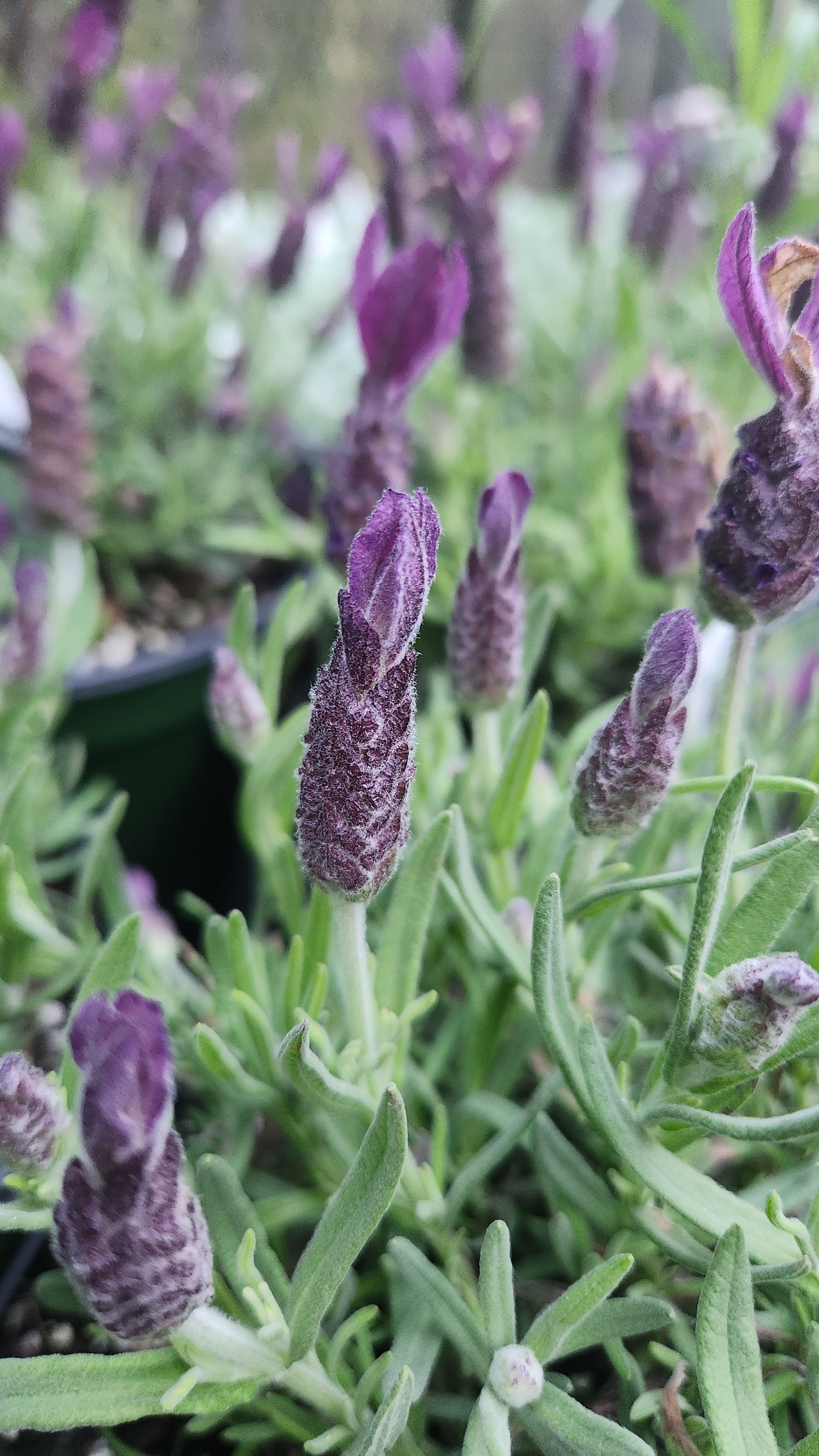 8" Lavender Spanish Primevera