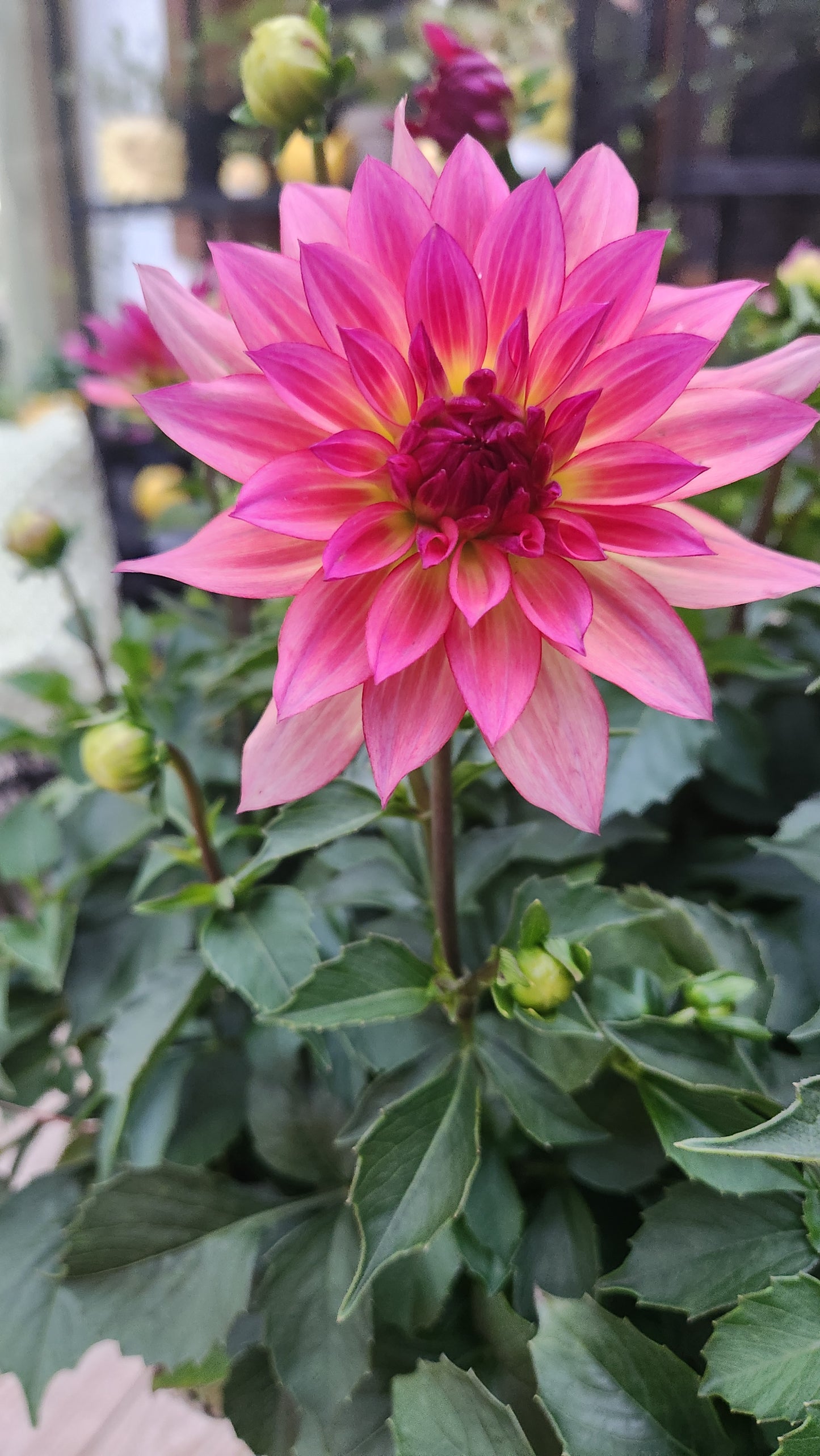 6.5" Kwik Kombo Assorted