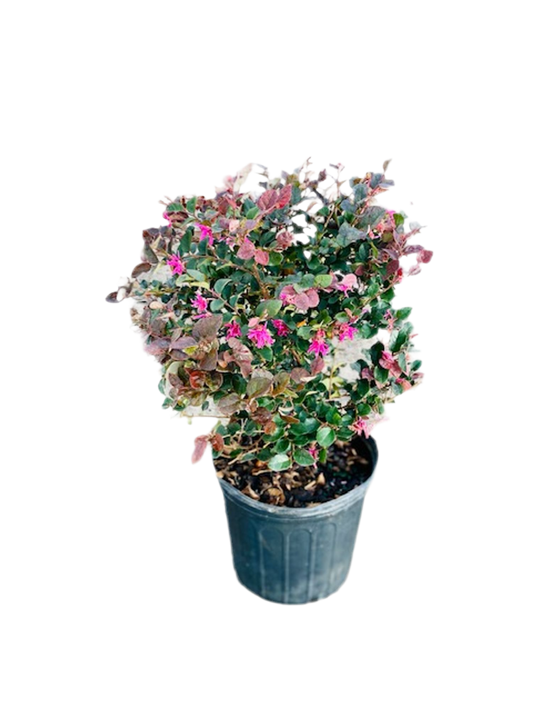 Loropetalum chinense 'Ruby'