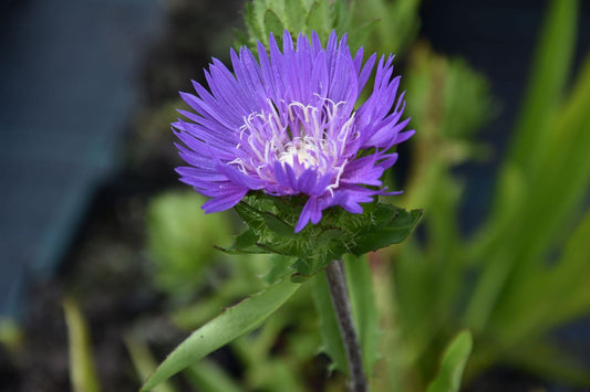 Stokesia laevis 'Honeysong Purple'