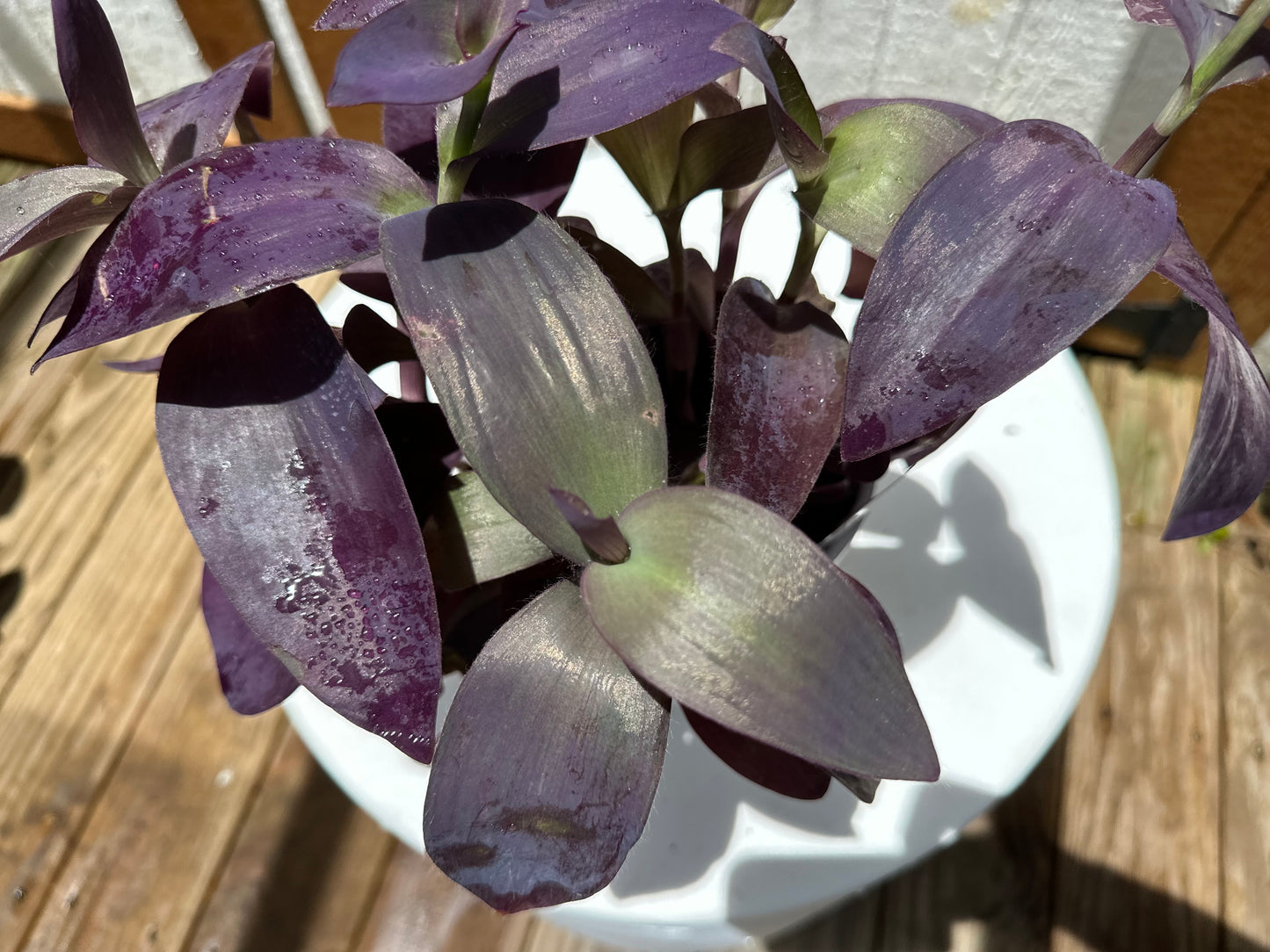 Tradescantia Pallida 💜