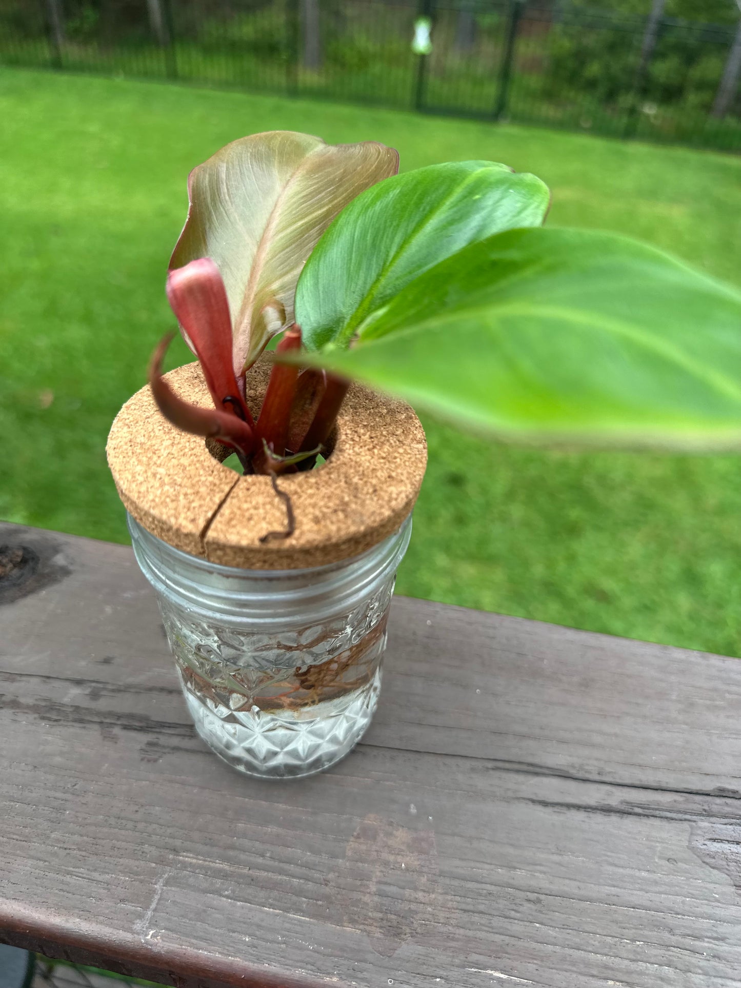 Philodendron ‘Rojo Congo’